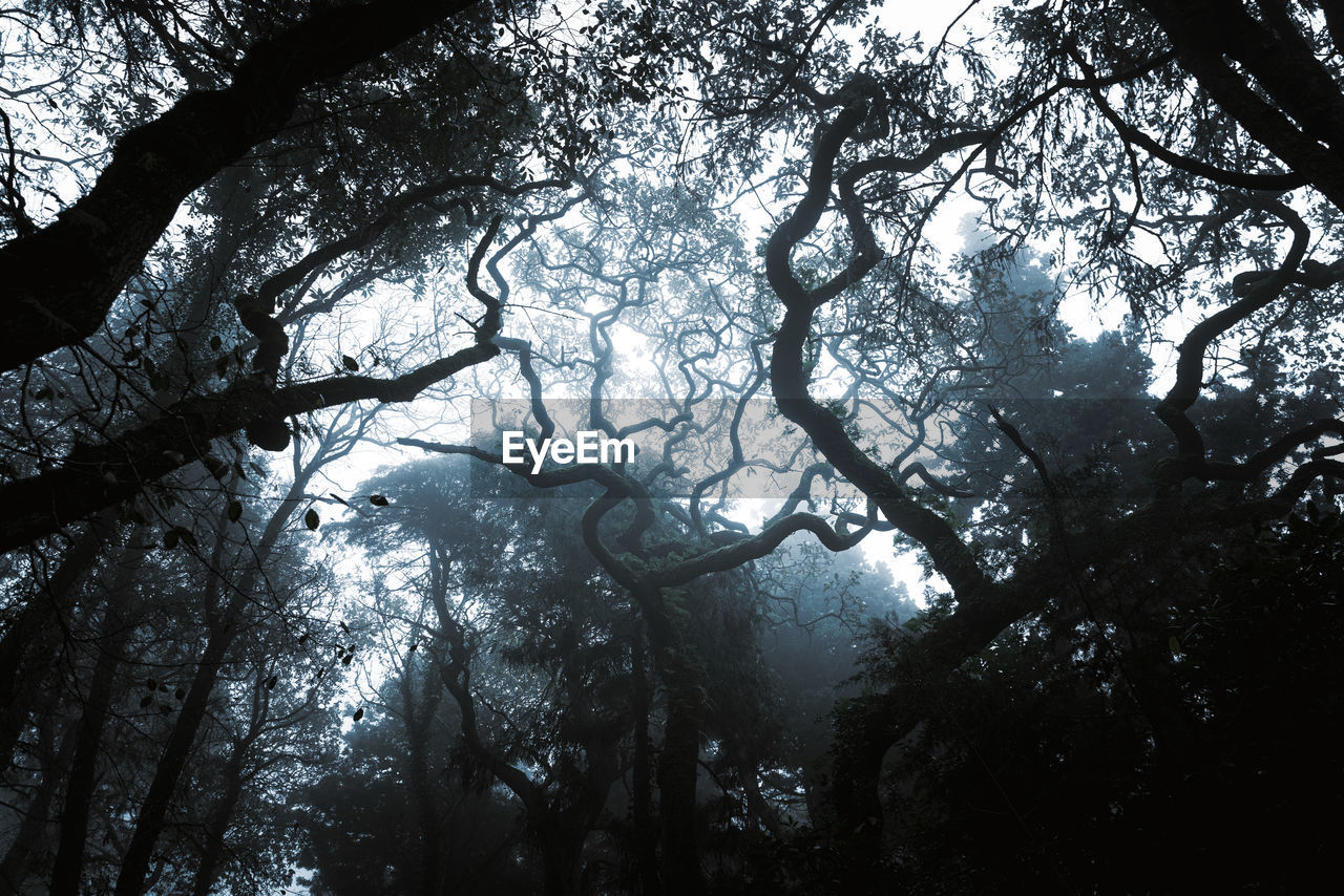 Low angle view of silhouette trees in forest