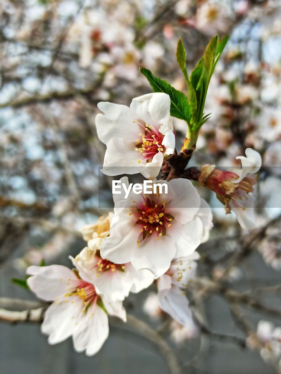 Close-up of white cherry blossom tree