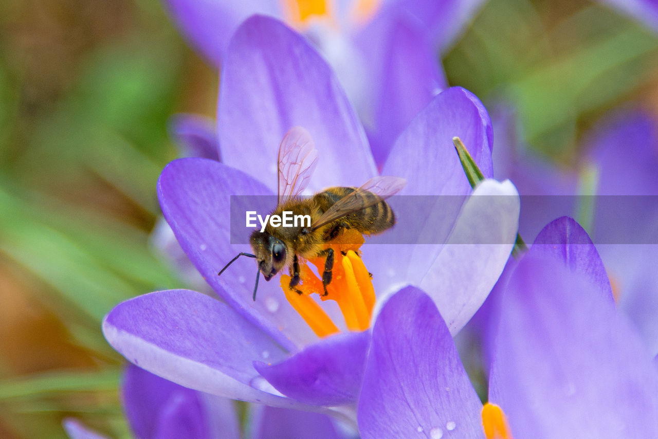 HONEY BEE ON PURPLE FLOWER