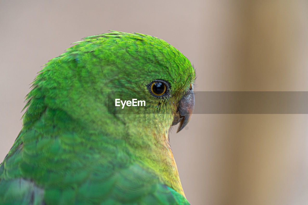 Close-up of a parrots head