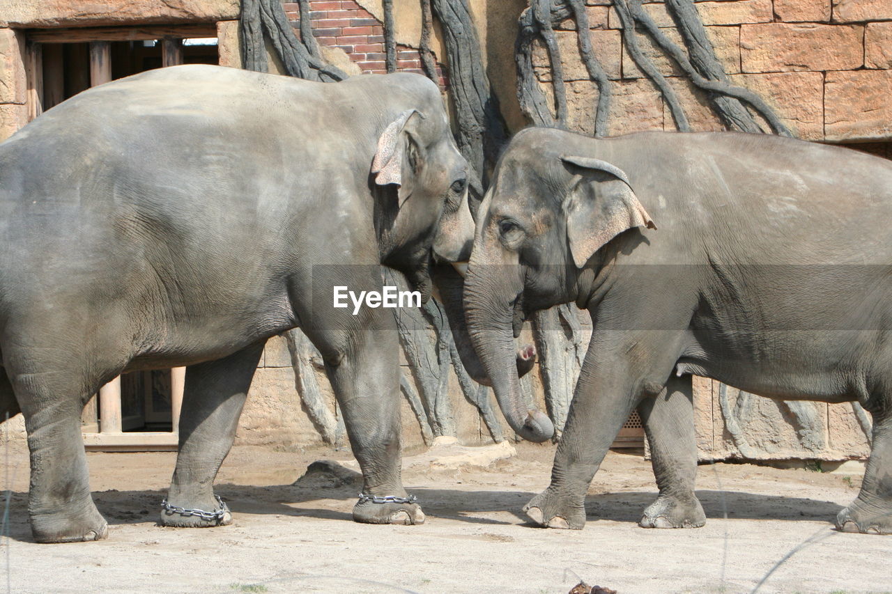 VIEW OF ELEPHANT IN ZOO AT MARKET