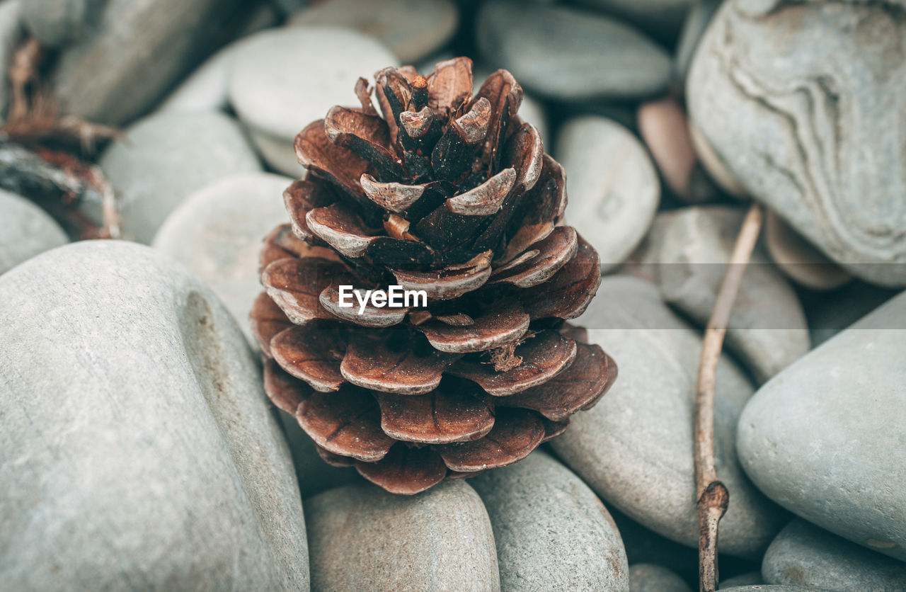 Dry brown pine cone on the stones