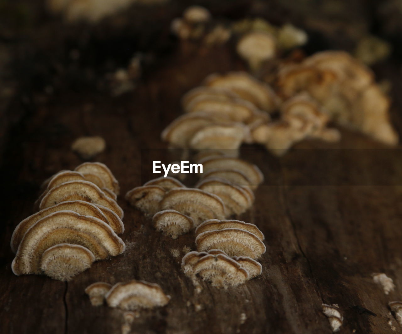 CLOSE-UP OF MUSHROOMS GROWING ON WOOD