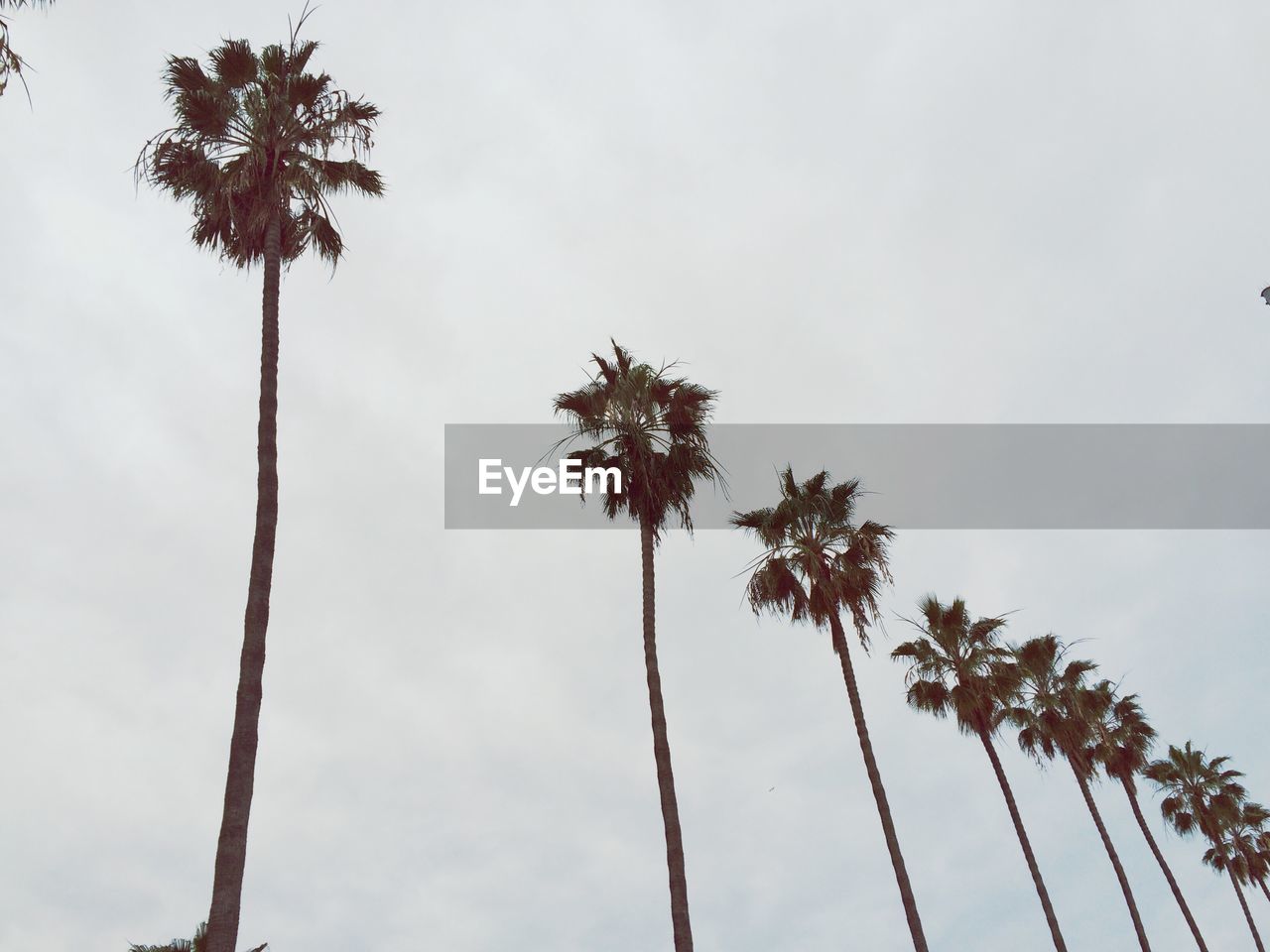 CLOSE-UP OF PALM TREES AGAINST SKY