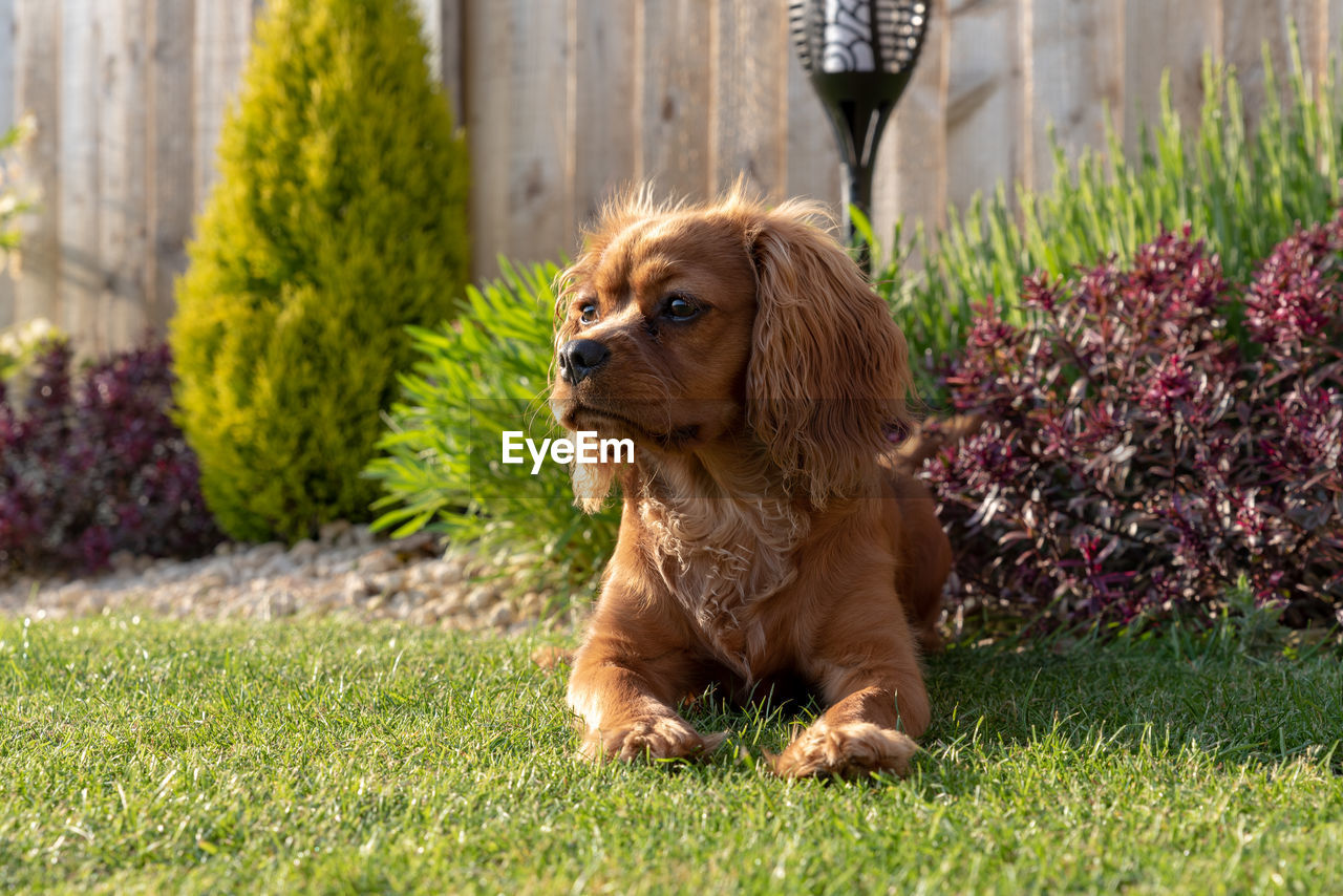 DOG SITTING ON FIELD