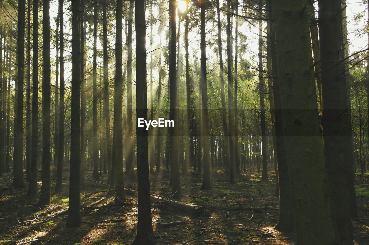 Trees growing on field in forest