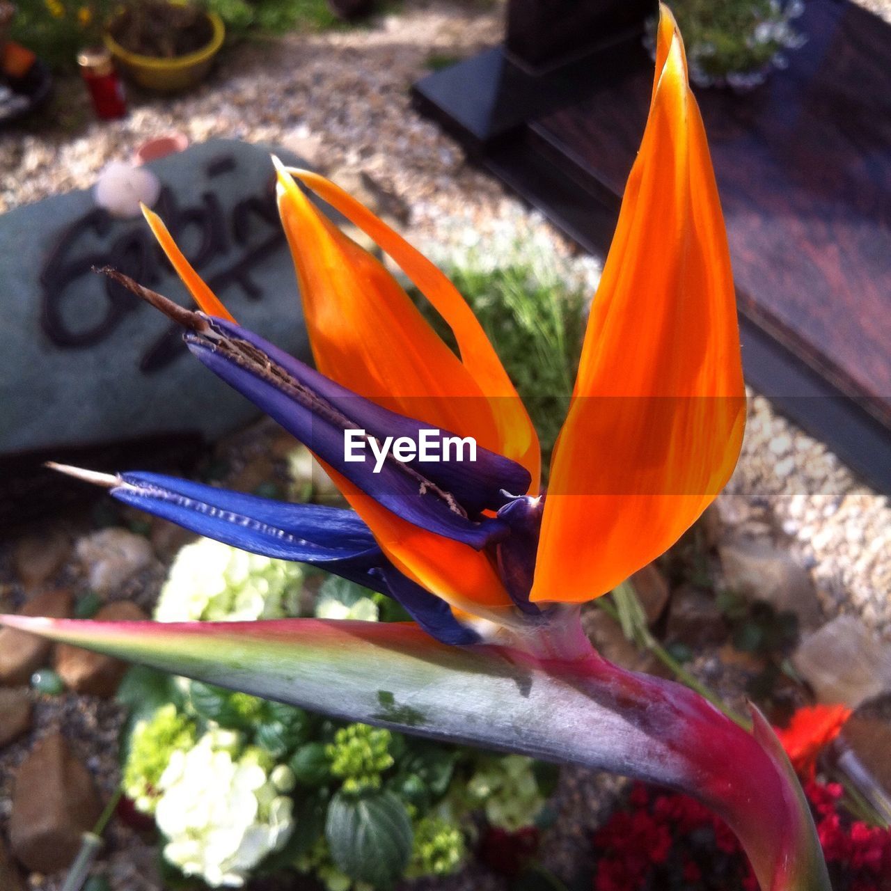 CLOSE-UP OF FLOWERS IN WATER