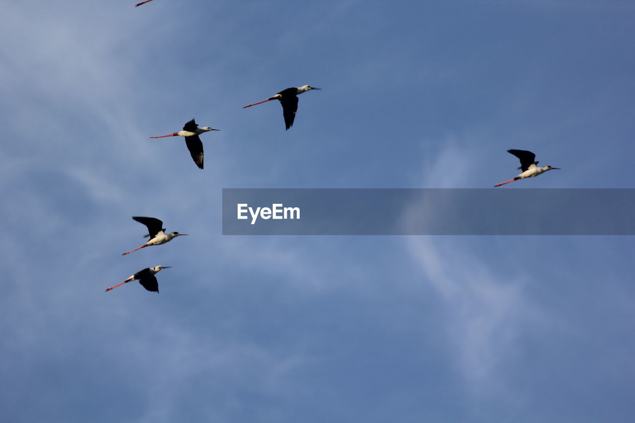 LOW ANGLE VIEW OF BIRDS IN FLIGHT