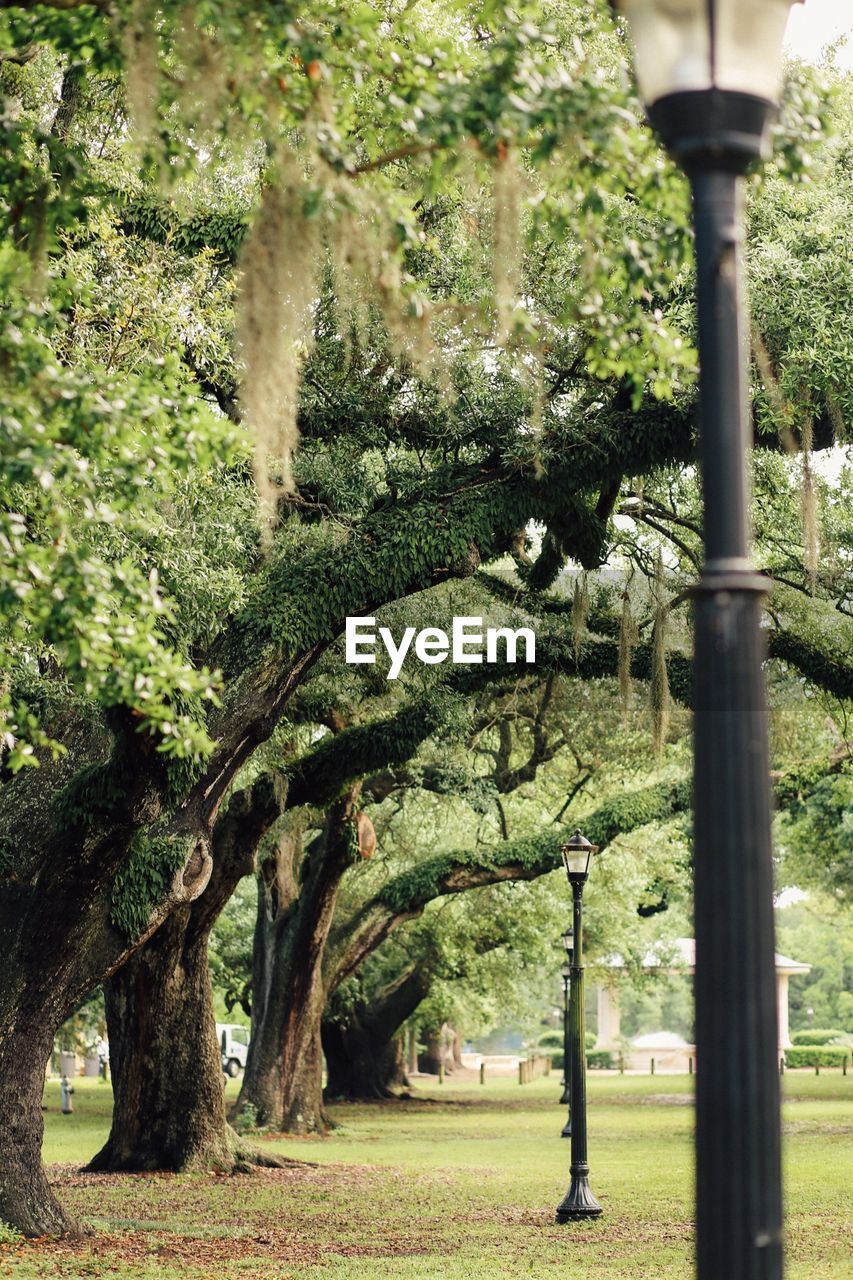 Trees growing in park