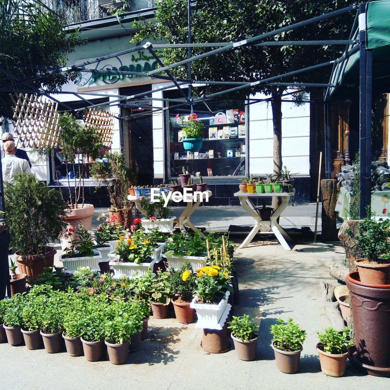 PLANTS GROWING IN GREENHOUSE AT MARKET