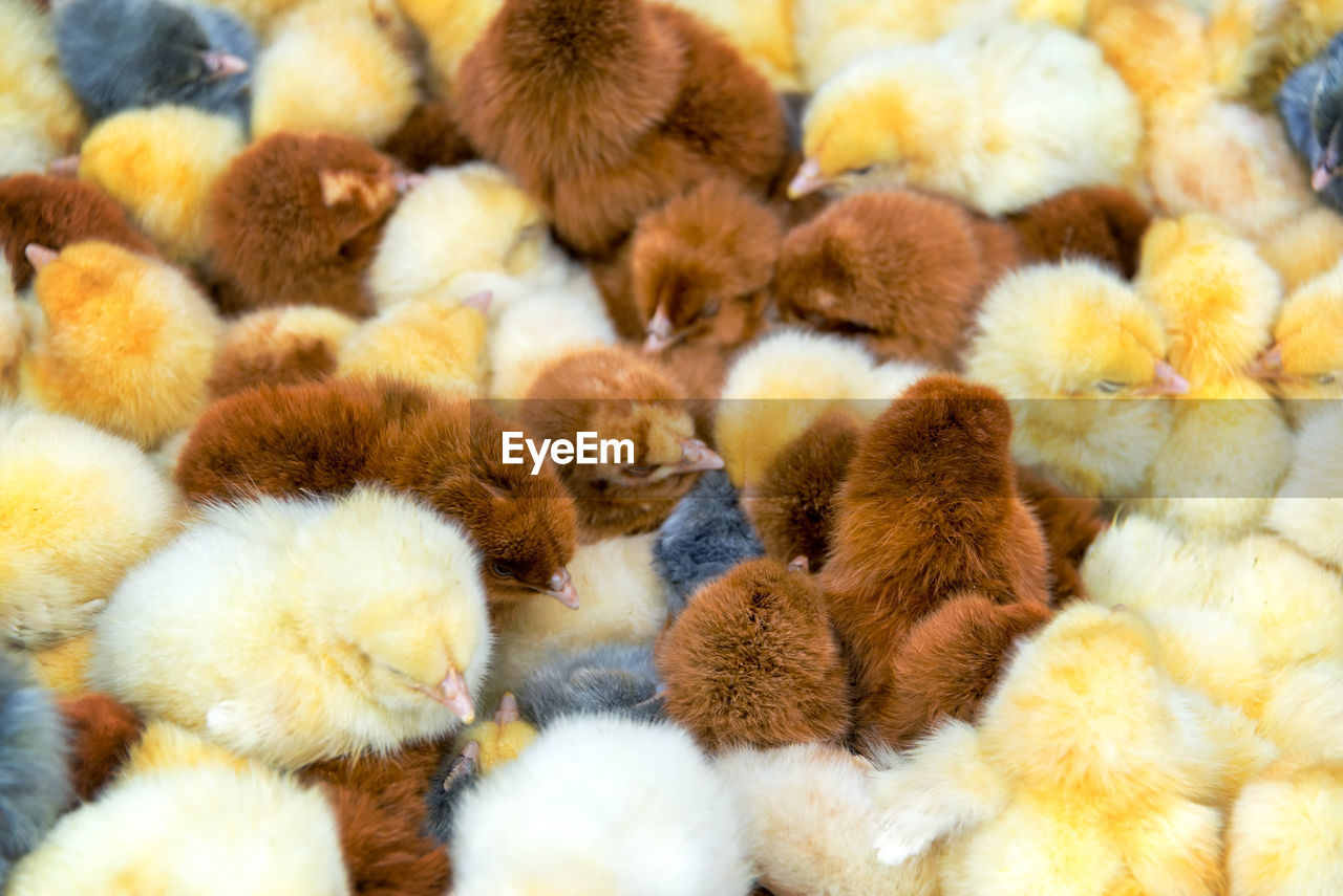 Close-up of baby chickens