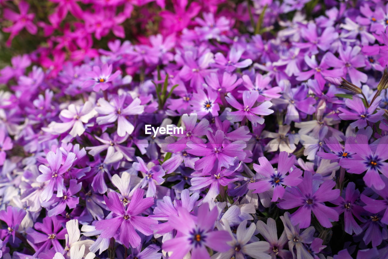 flower, flowering plant, plant, beauty in nature, freshness, fragility, petal, close-up, growth, purple, full frame, nature, no people, flower head, inflorescence, backgrounds, day, pink, high angle view, outdoors, lilac, botany, springtime, blossom, focus on foreground, wildflower, abundance