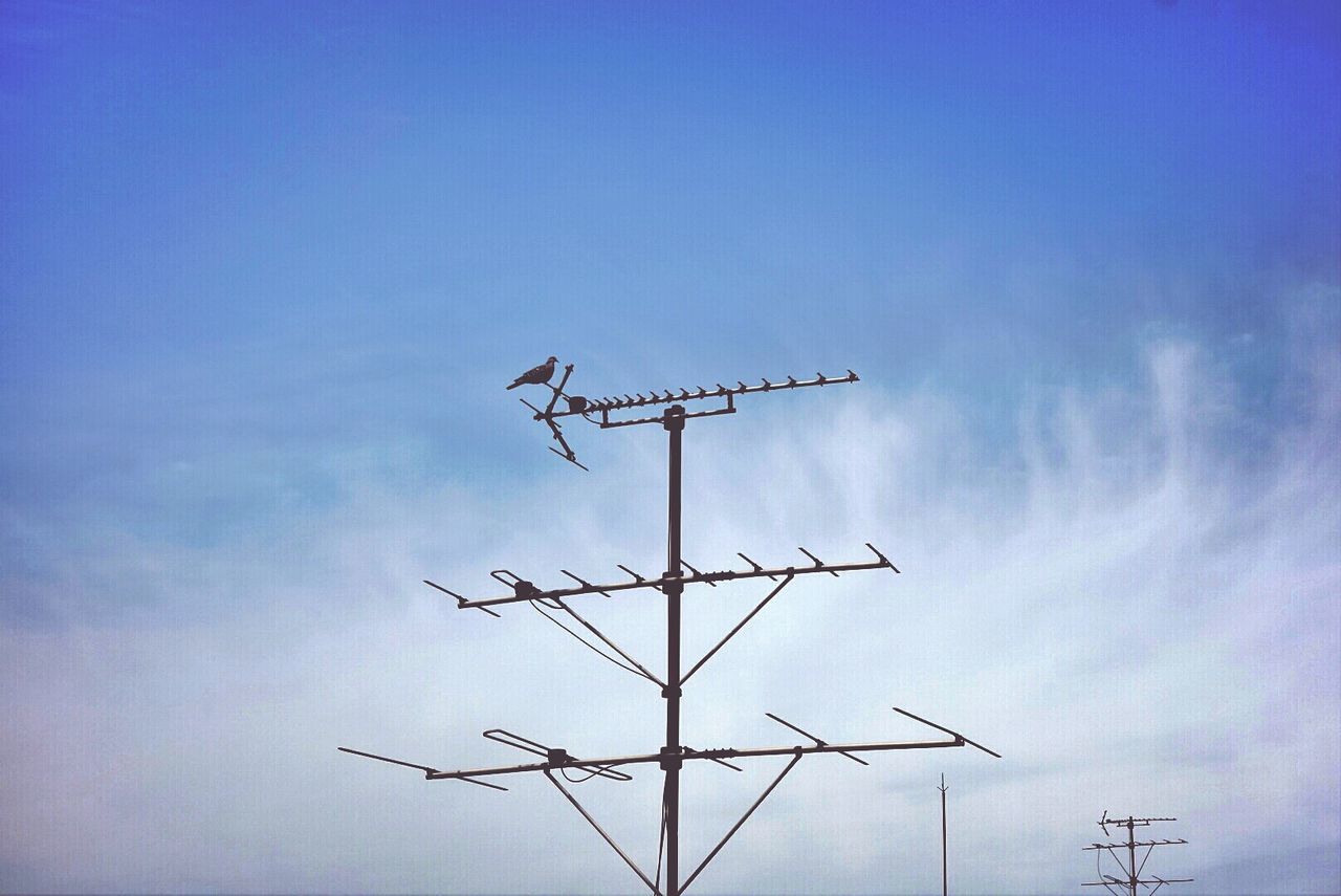 Bird perching on antenna