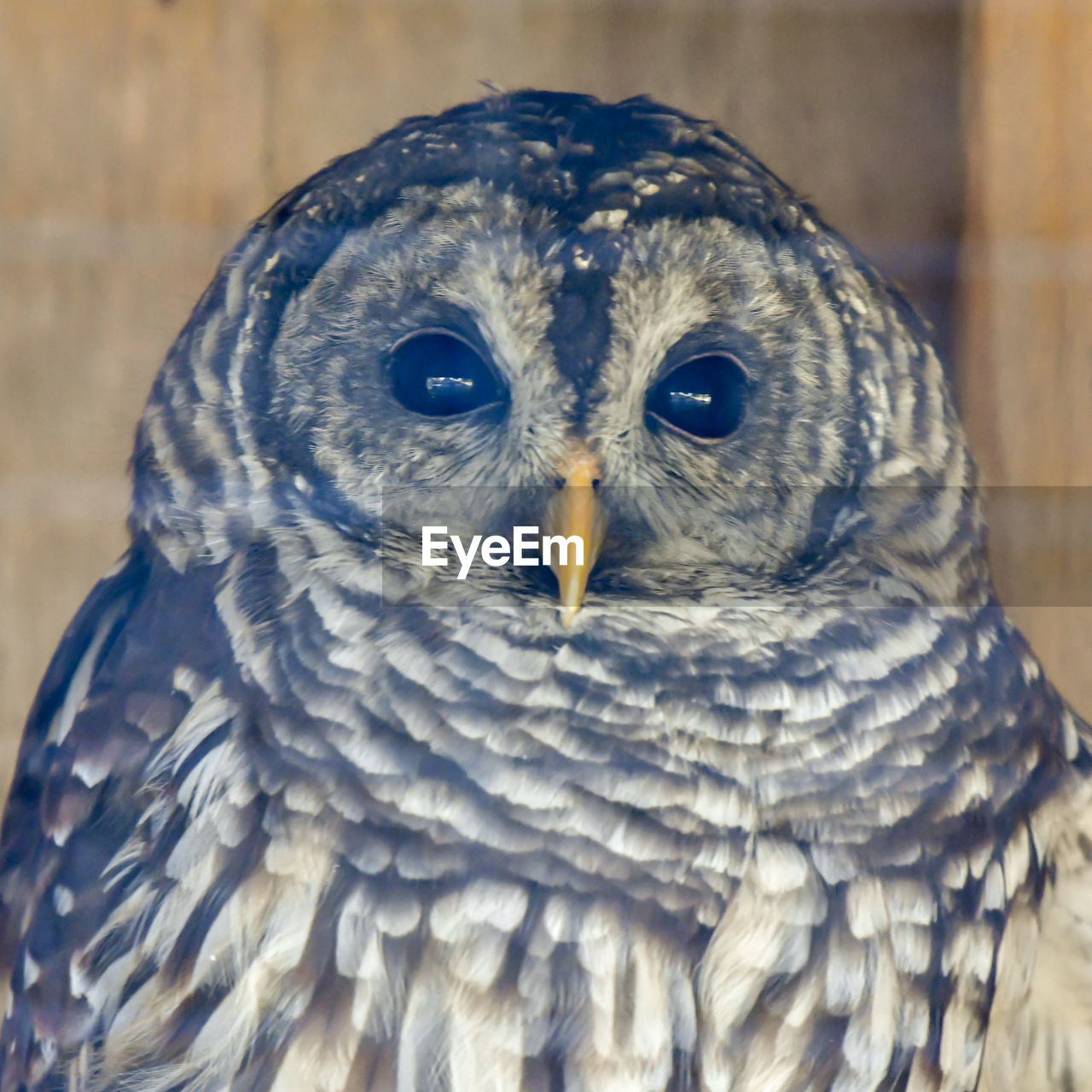 CLOSE-UP PORTRAIT OF A OWL