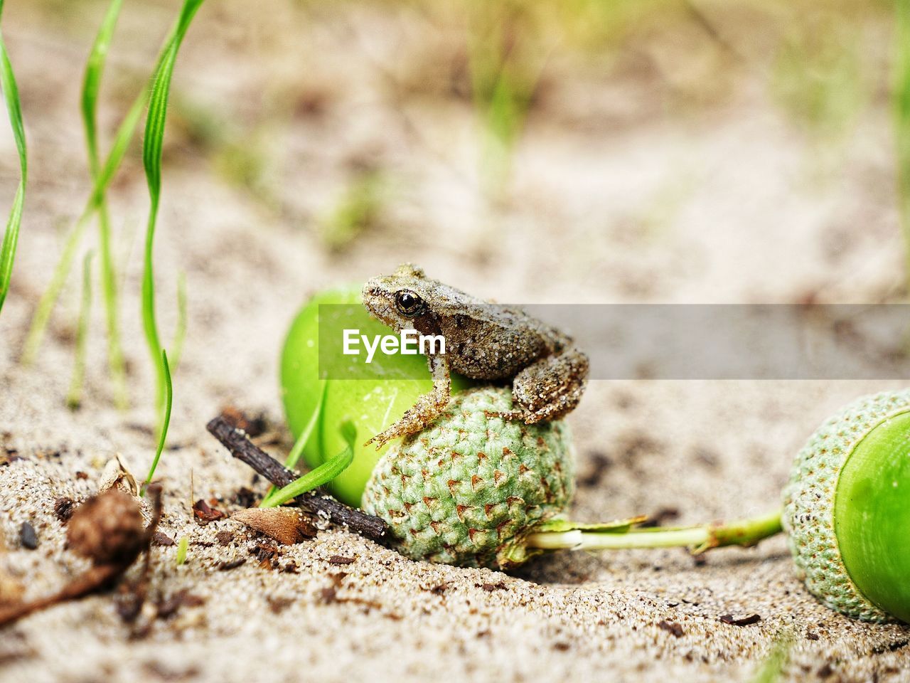 Close-up of frog on nut