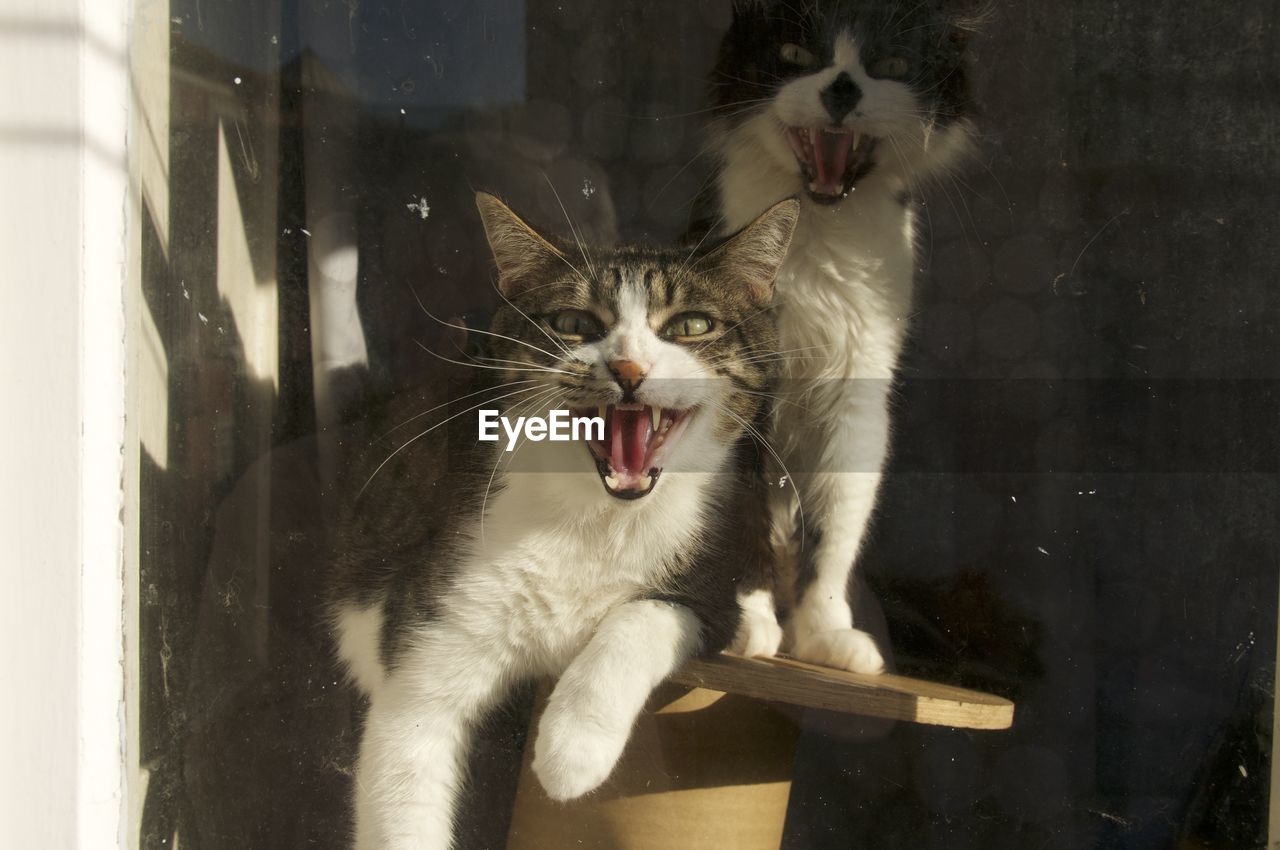 CLOSE-UP OF CAT YAWNING AGAINST BLURRED BACKGROUND