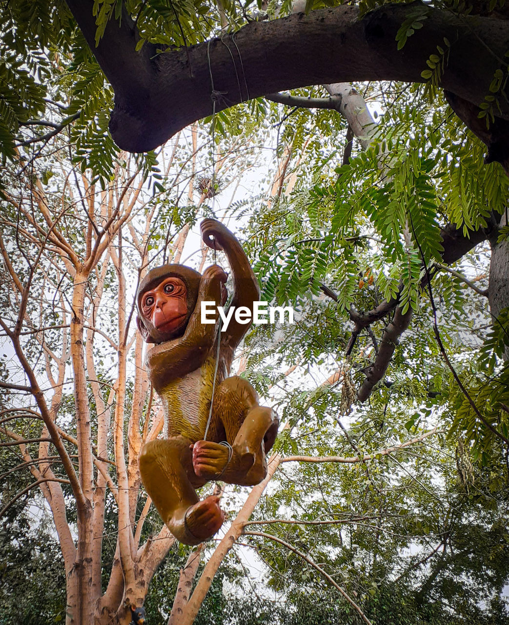 LOW ANGLE VIEW OF STATUE BY TREES IN FOREST