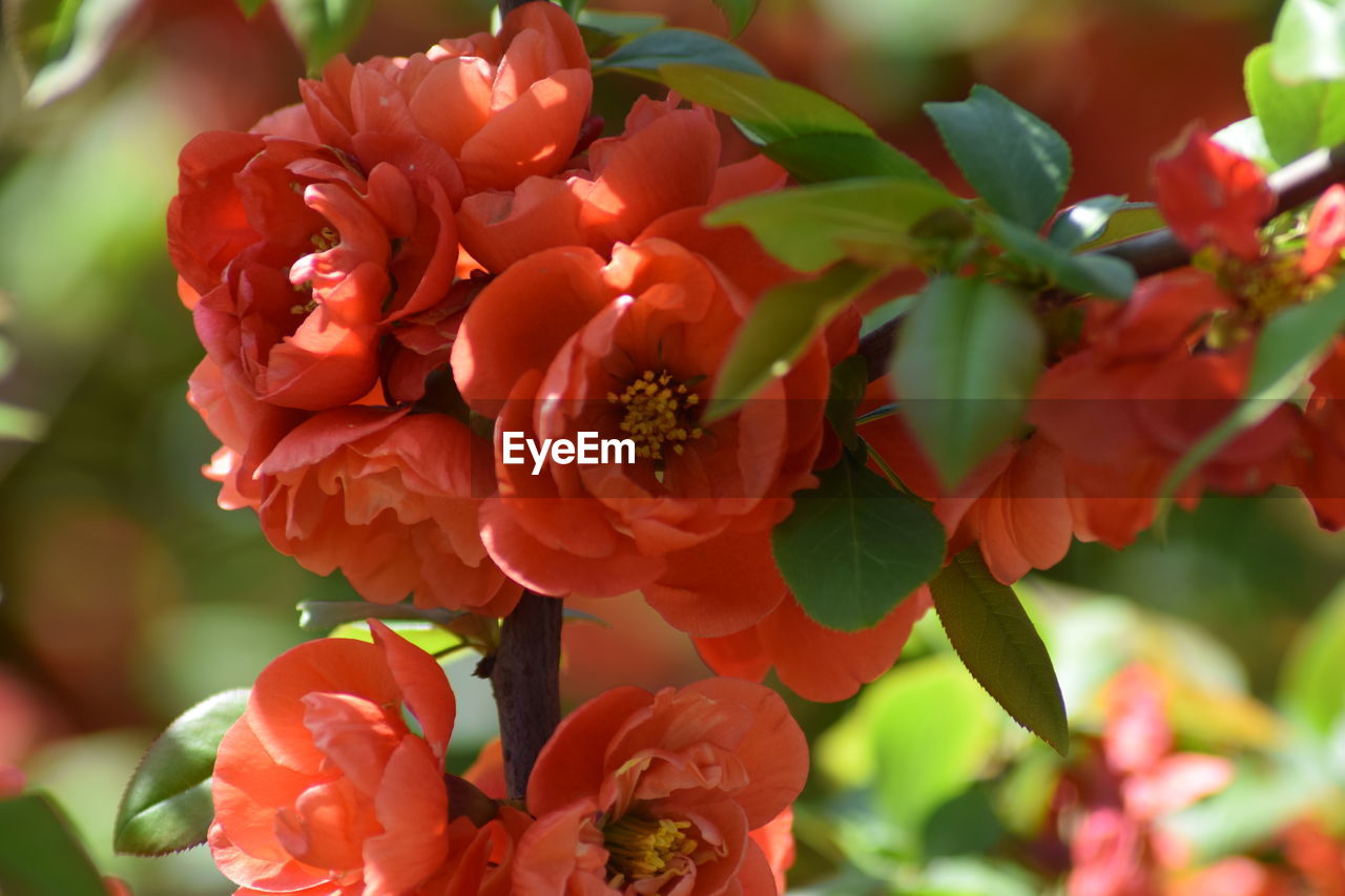 Close-up of red flowering plant