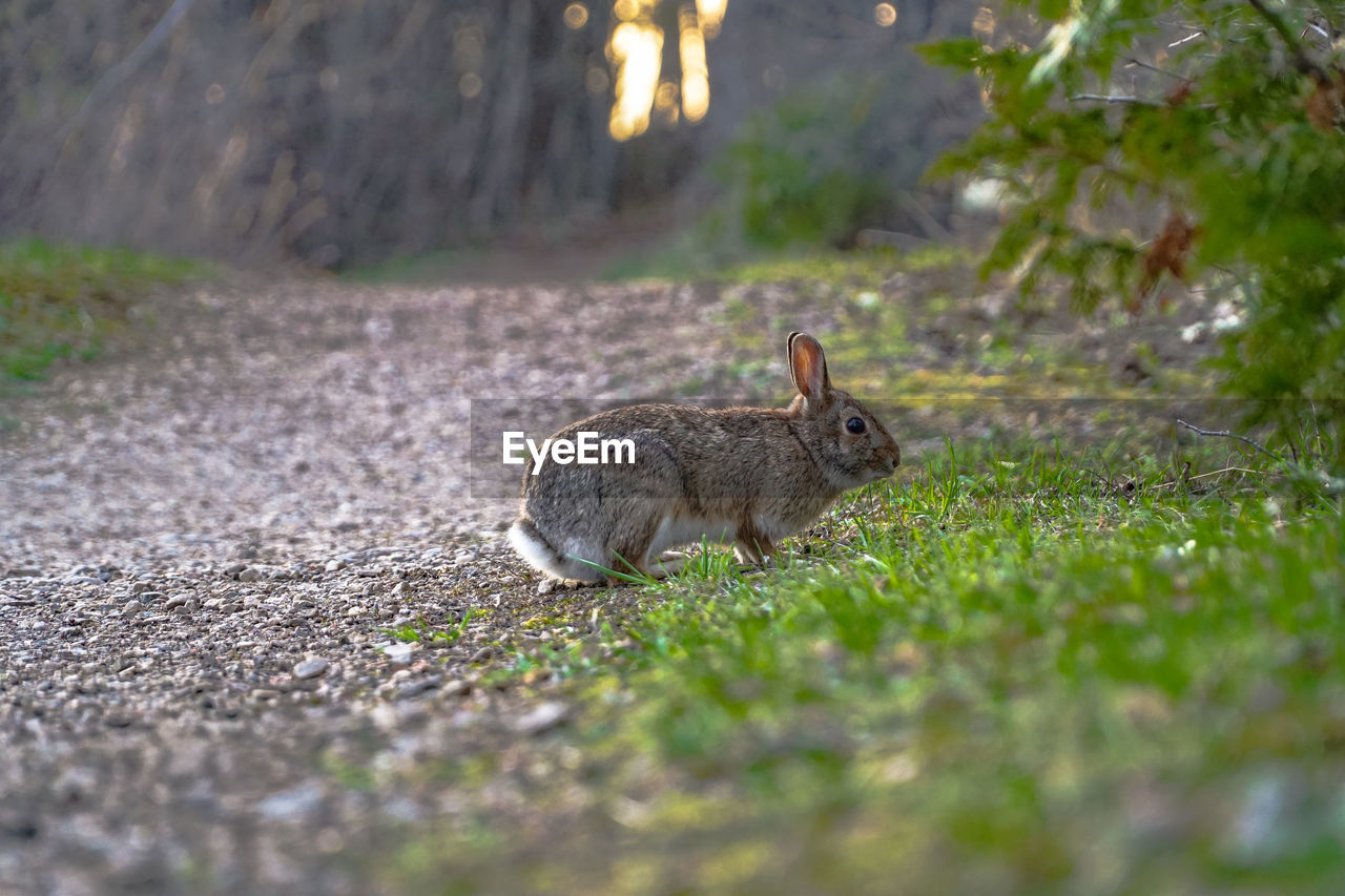 Close of rabbit on field 