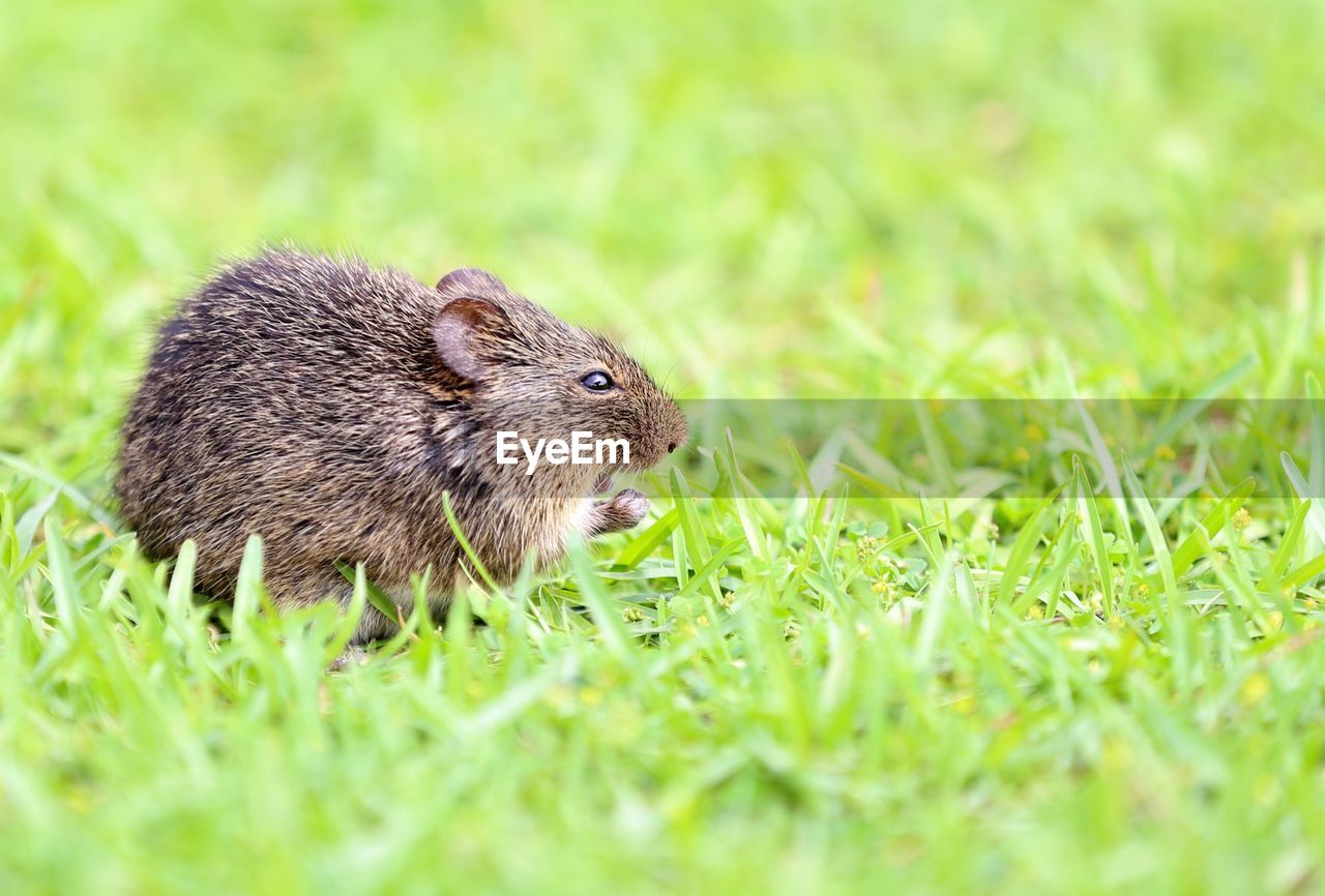 Side view of mouse on grass