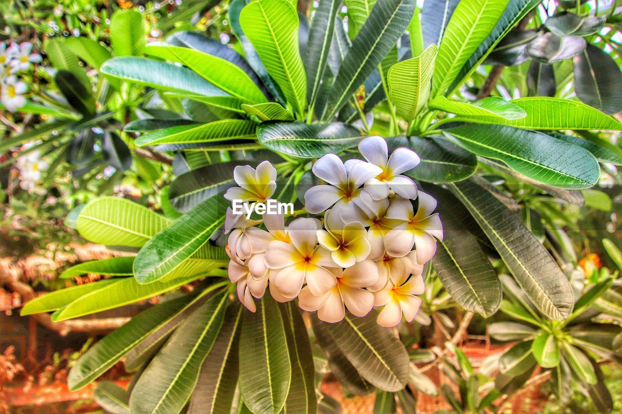 CLOSE-UP OF FLOWERING PLANTS