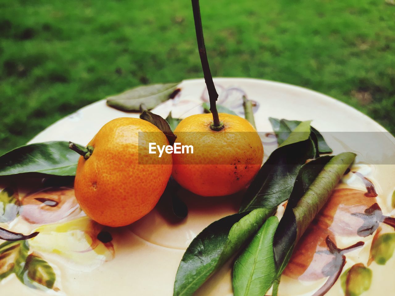 Close-up of food in plate