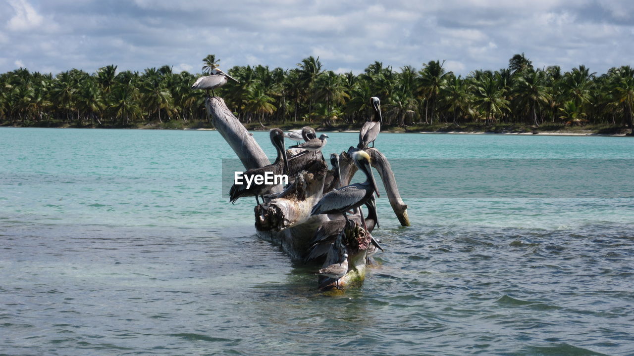 Pelicans perching on driftwood in sea against sky