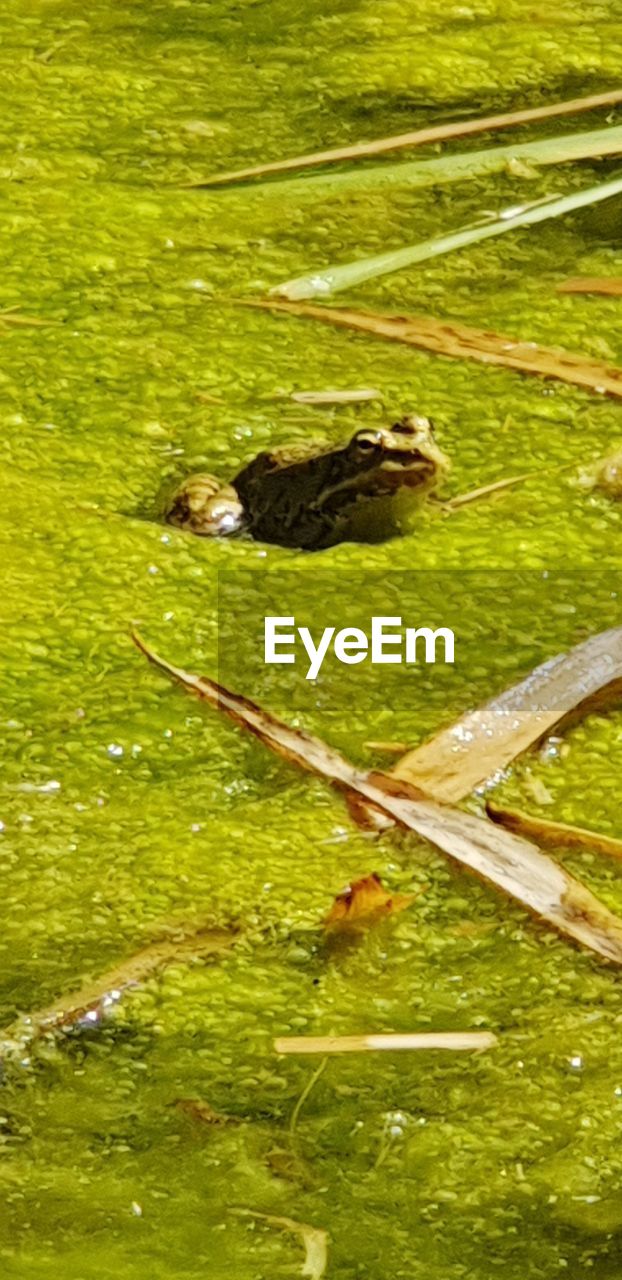 HIGH ANGLE VIEW OF DUCK SWIMMING ON LAKE