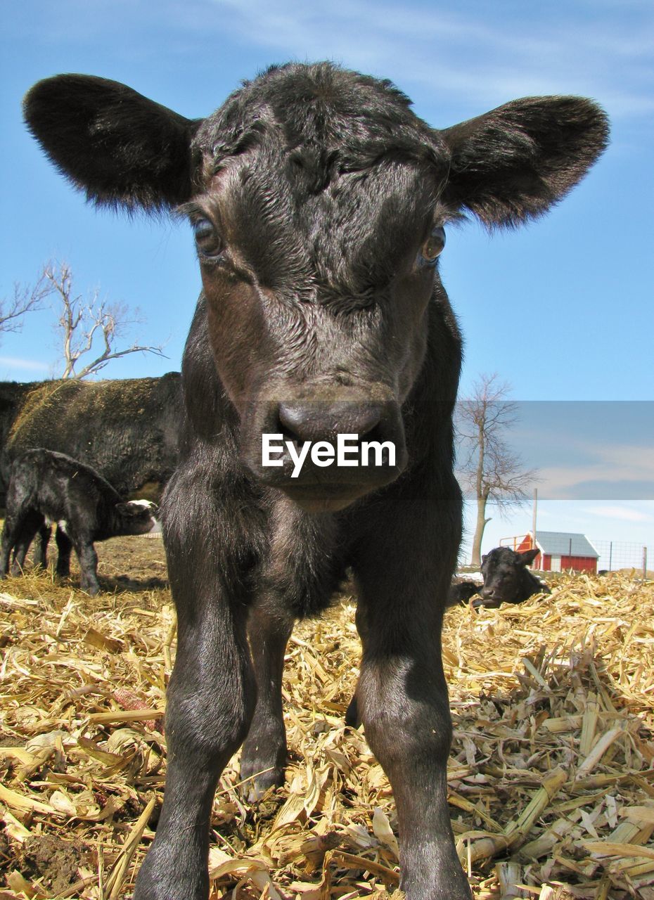 Portrait of calf standing on field against sky