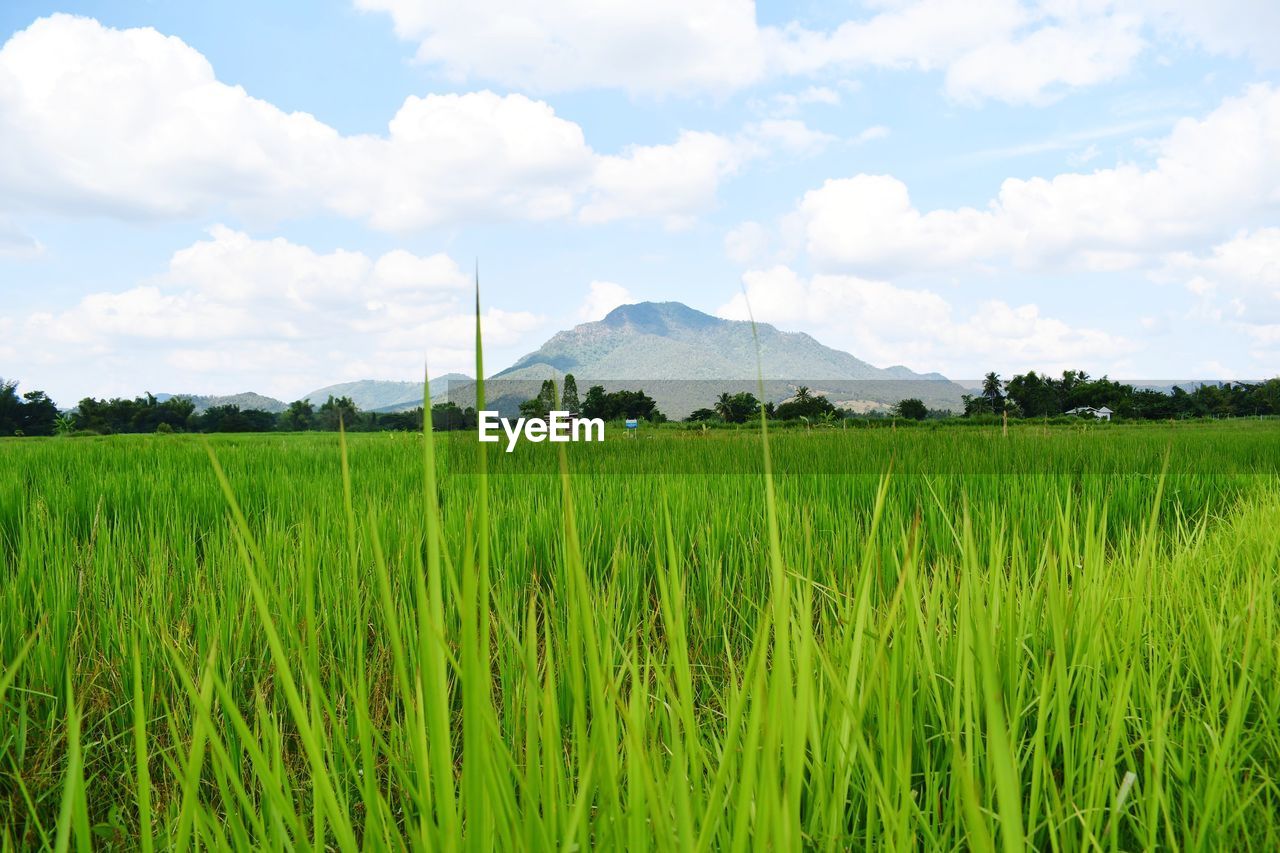 AGRICULTURAL FIELD AGAINST SKY