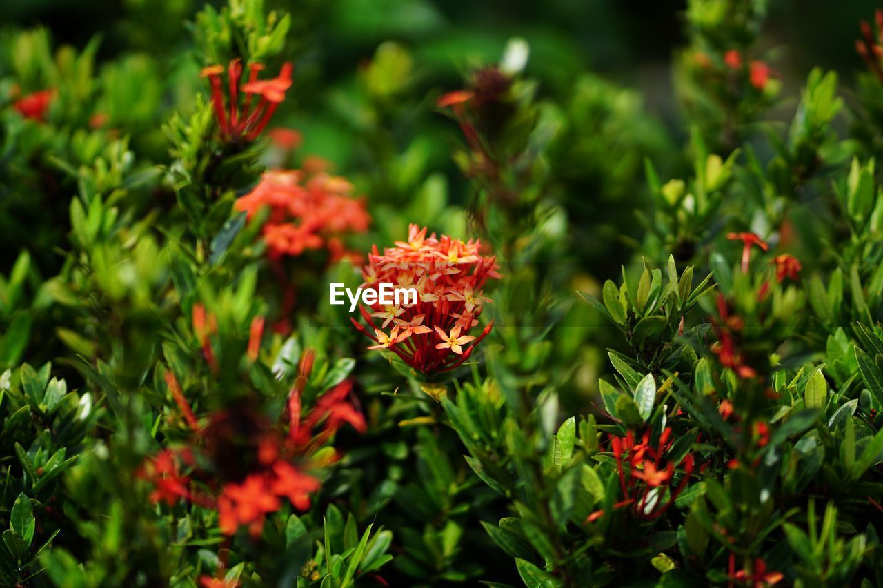 CLOSE-UP OF ORANGE FLOWERING PLANTS AGAINST BLURRED BACKGROUND