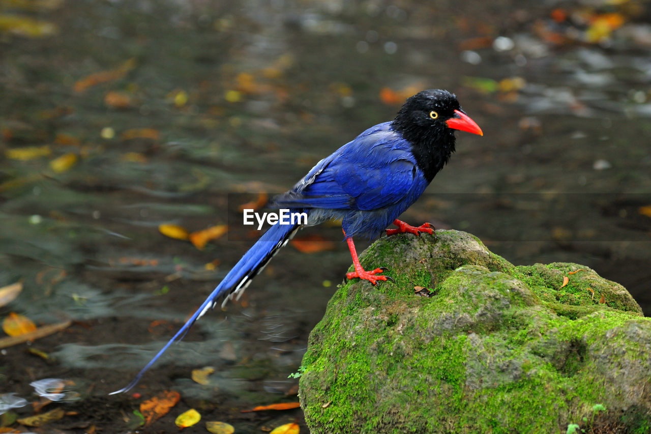 CLOSE-UP OF BIRD PERCHING ON GROUND