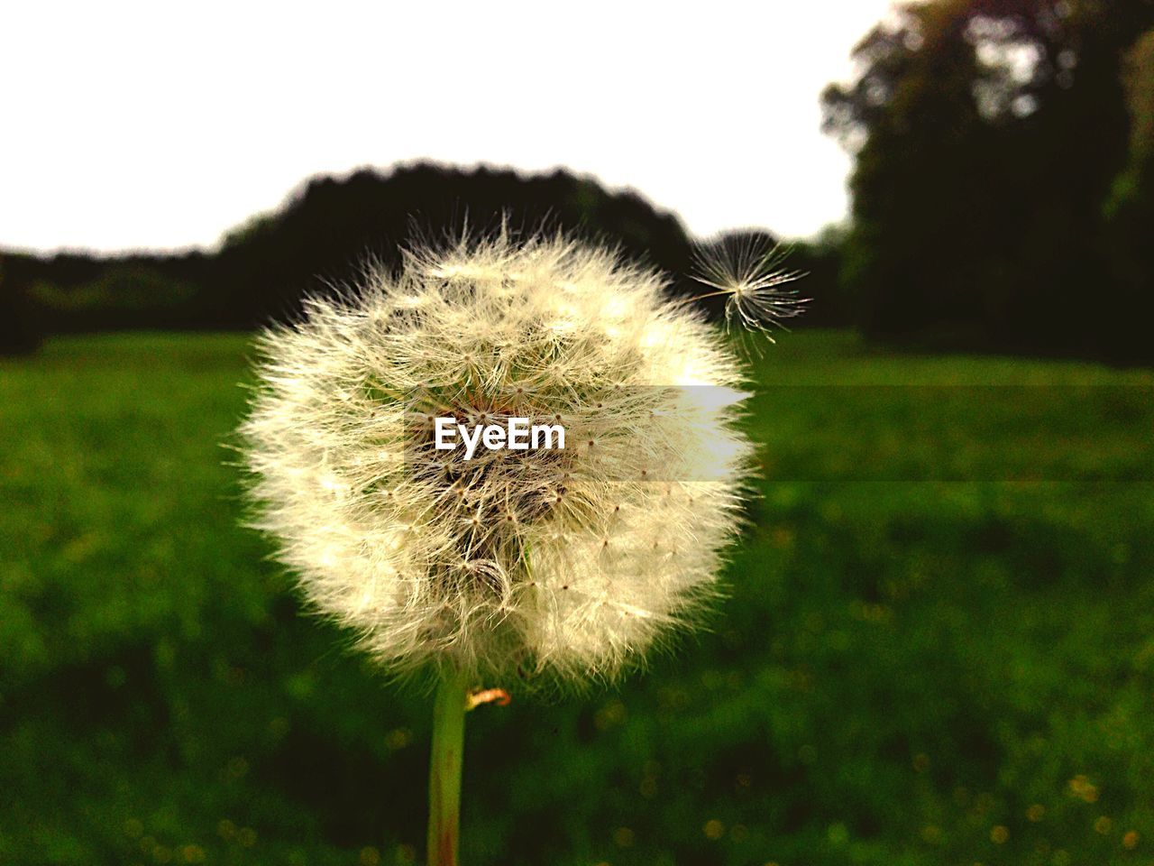 Macro shot of white dandelion flower