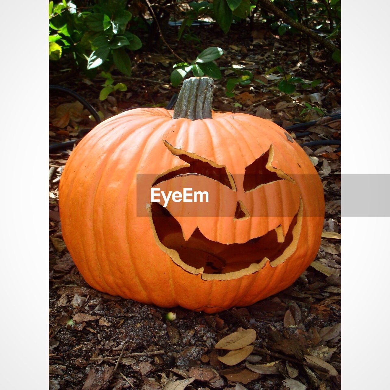 Close-up of pumpkin on field