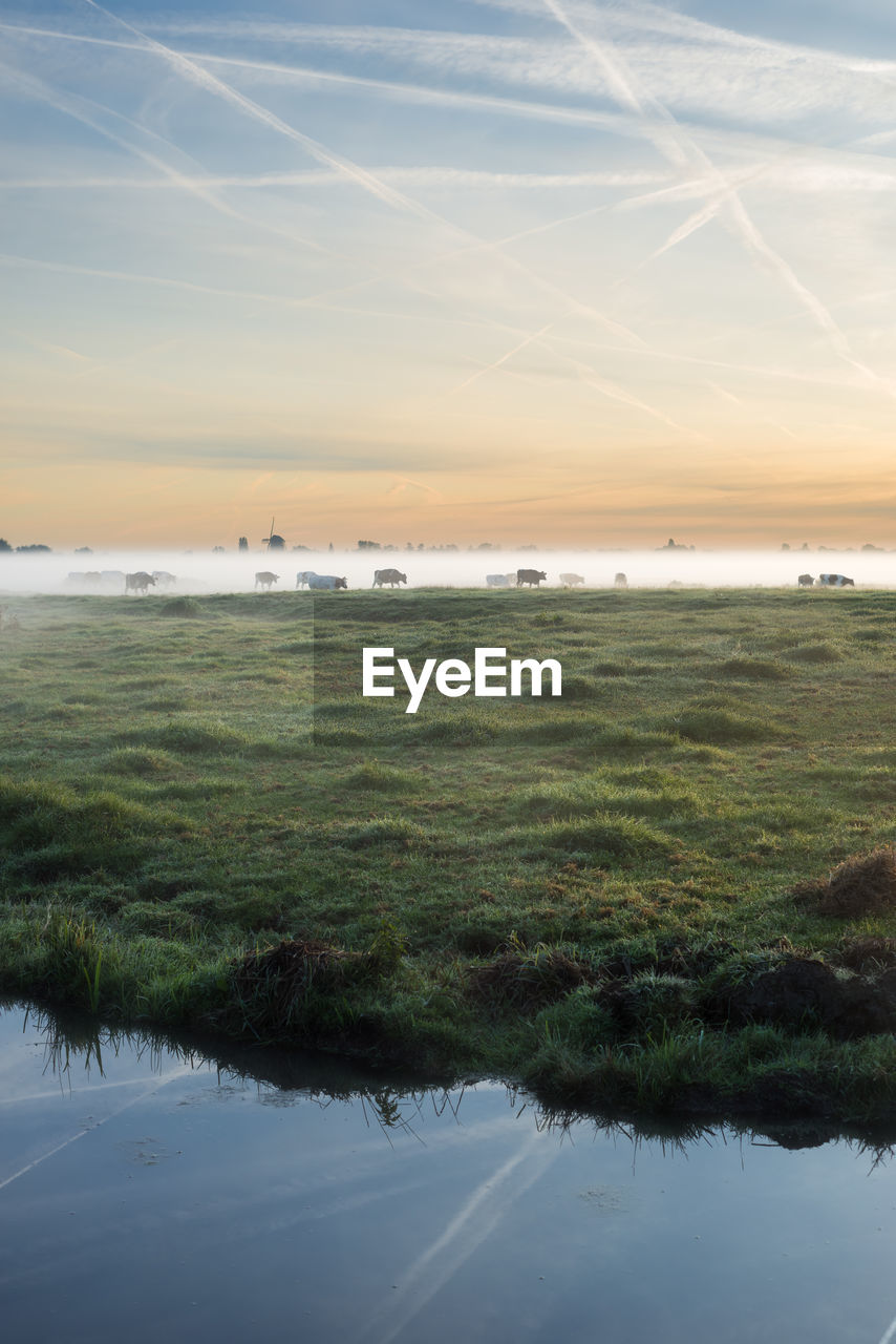 Dutch landscape with cows standing in the early morning fog