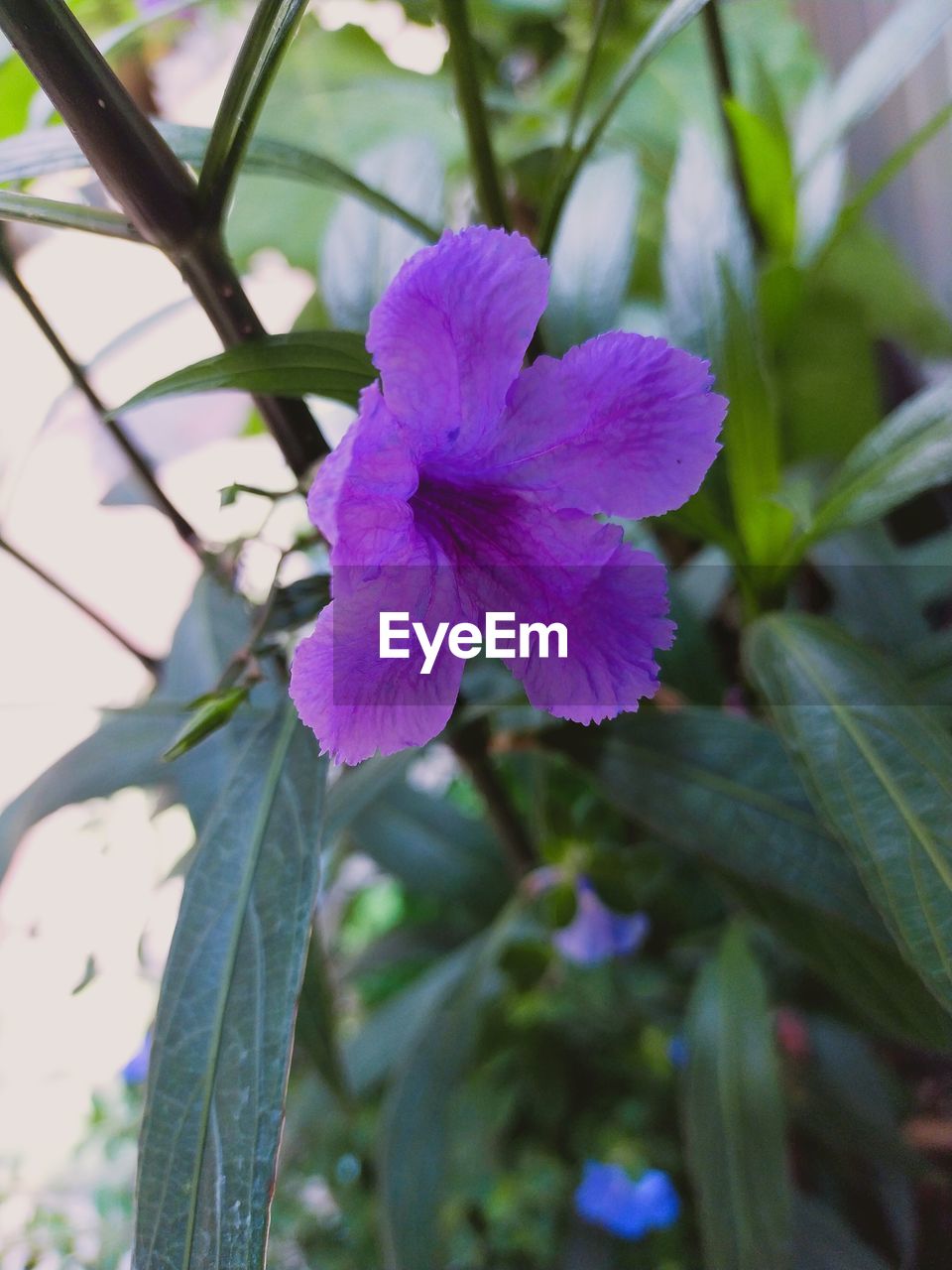 CLOSE-UP OF PURPLE FLOWER ON PLANT
