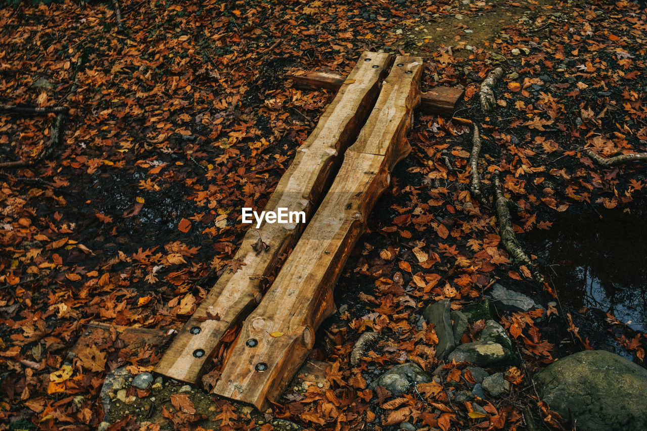 HIGH ANGLE VIEW OF TREE TRUNK IN FOREST