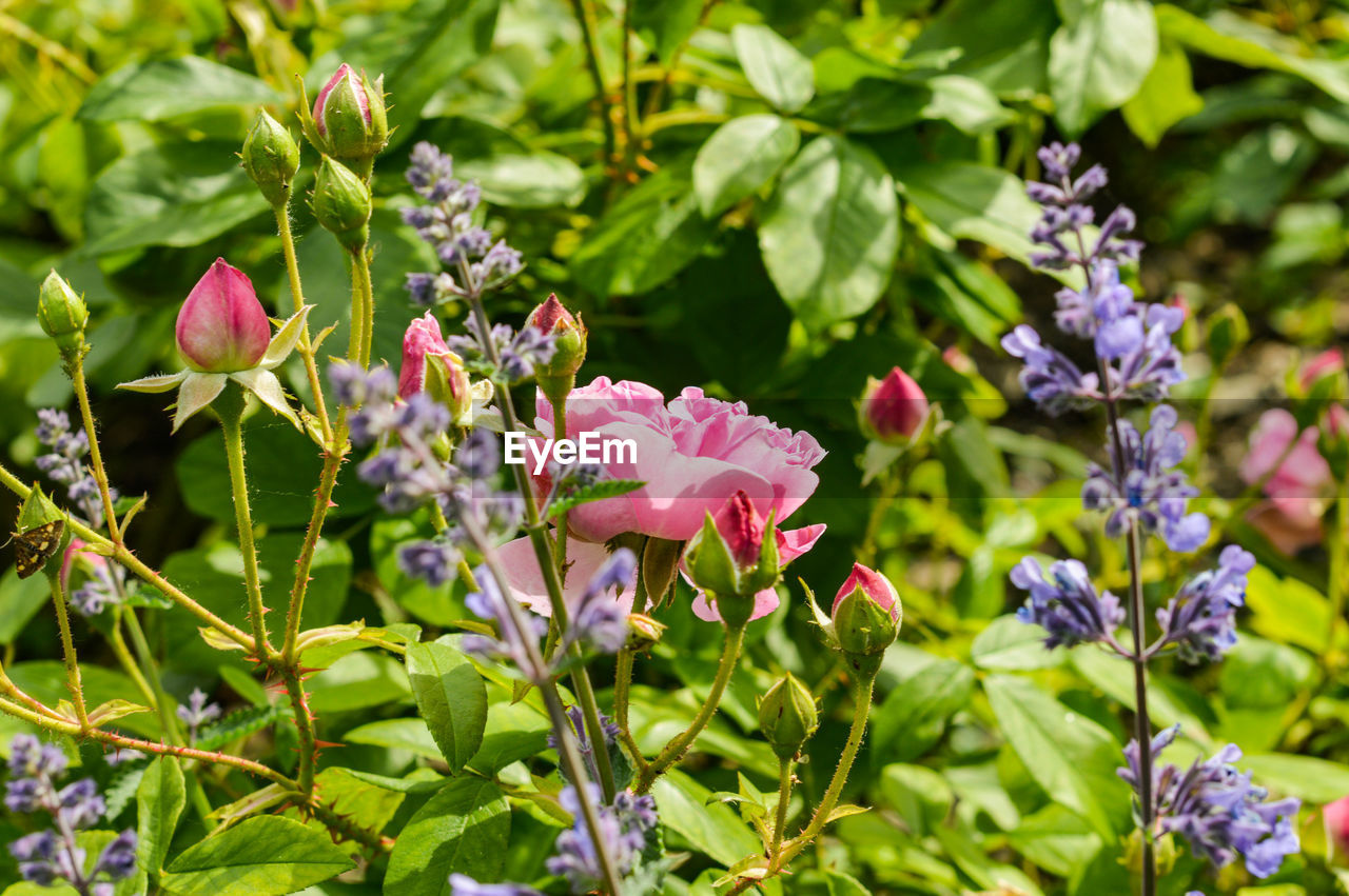 Close-up of pink flowering plants