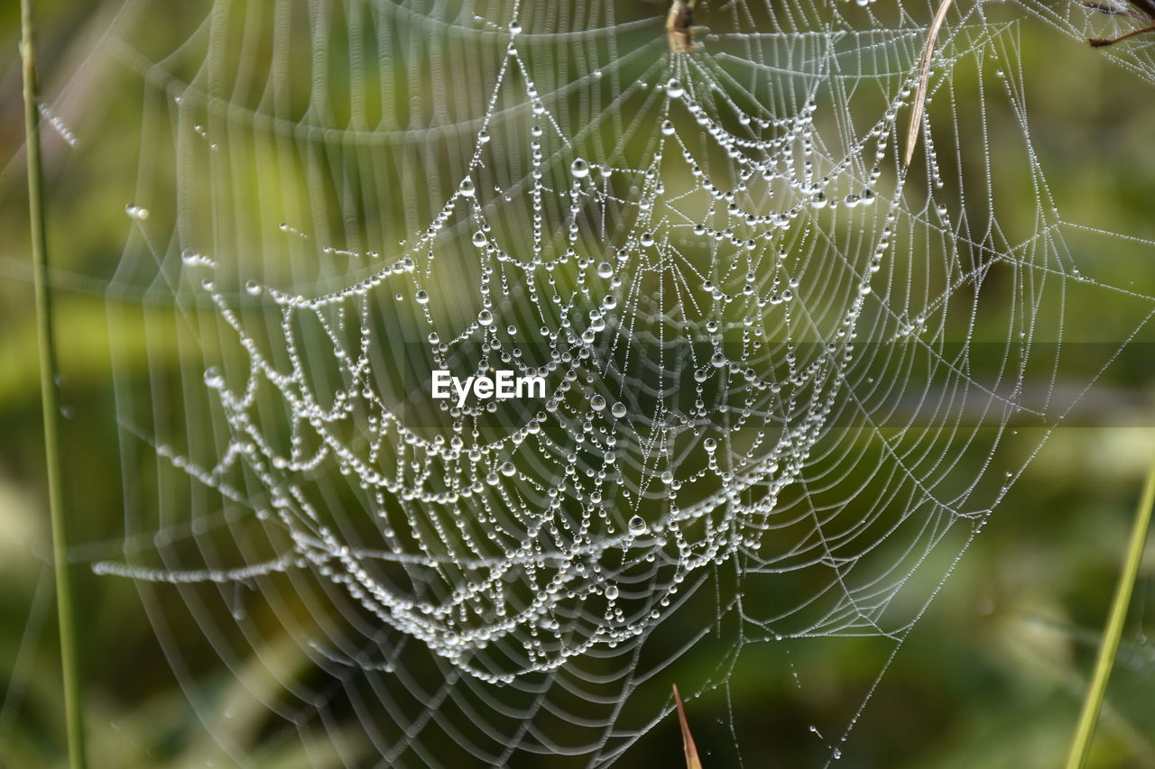 Close-up of dew on the spider's web