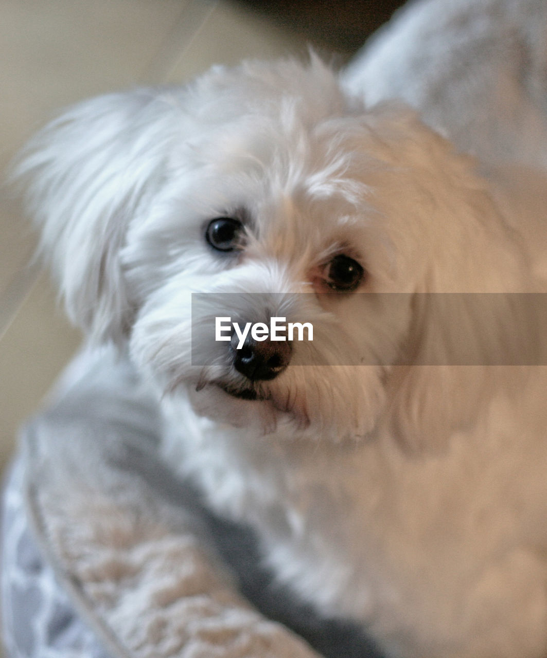 Close-up portrait of dog