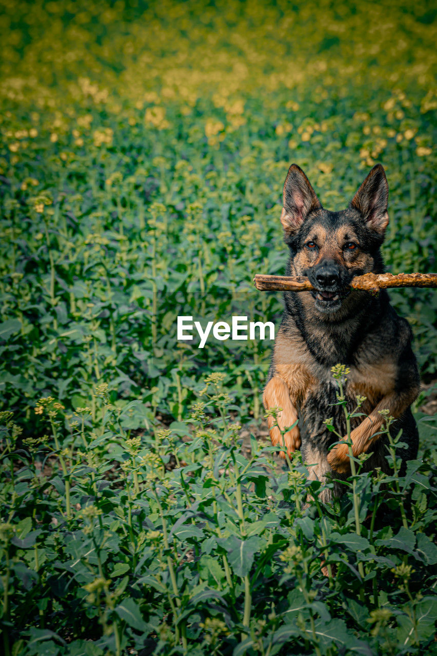 portrait of dog standing amidst plants