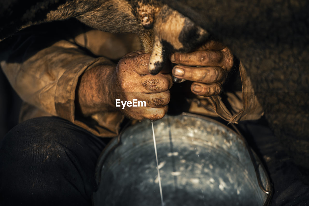 Close-up of man hands working with a cow 