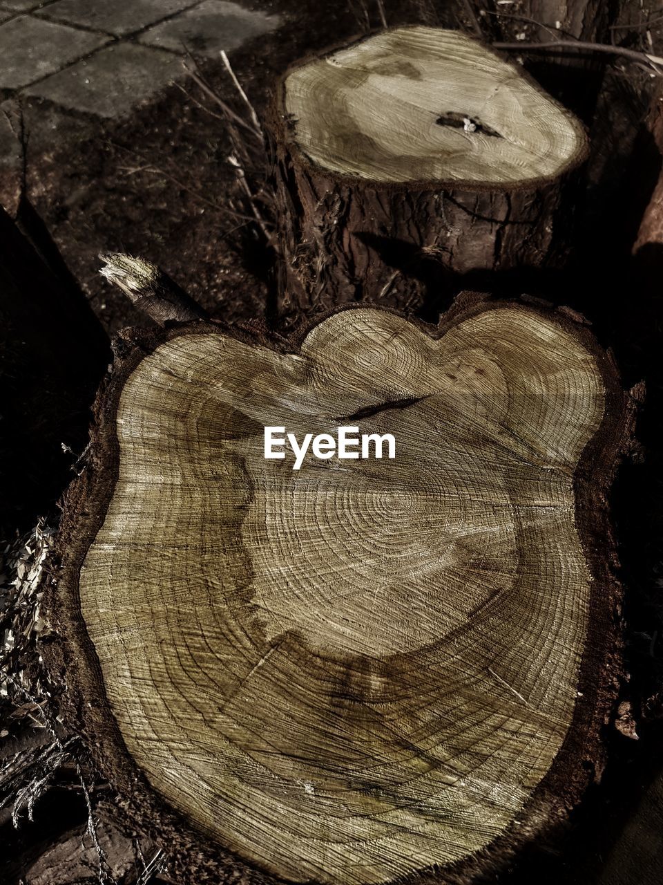 HIGH ANGLE VIEW OF TREE TRUNK