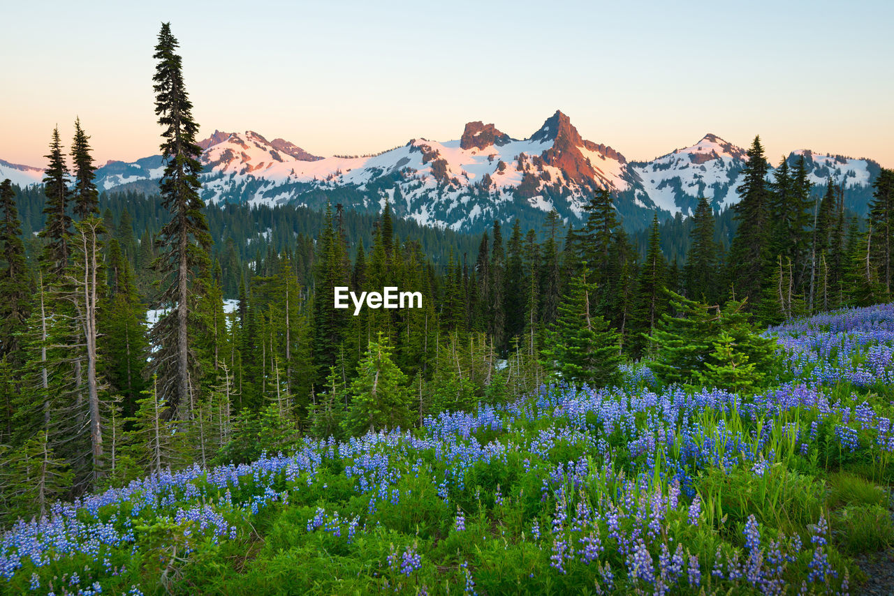 Paradise area at mount rainier national park, washington state, usa