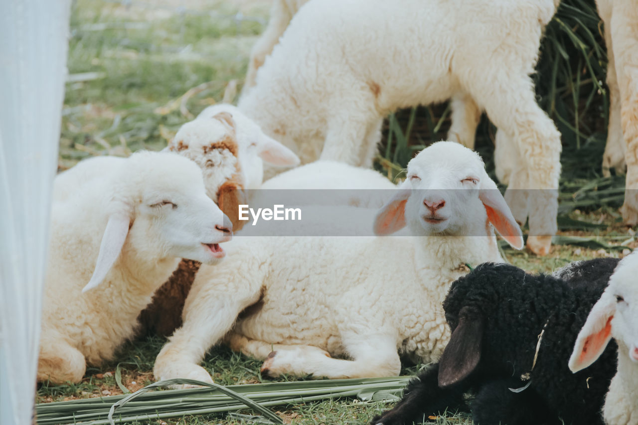 WHITE SHEEP IN A PEN