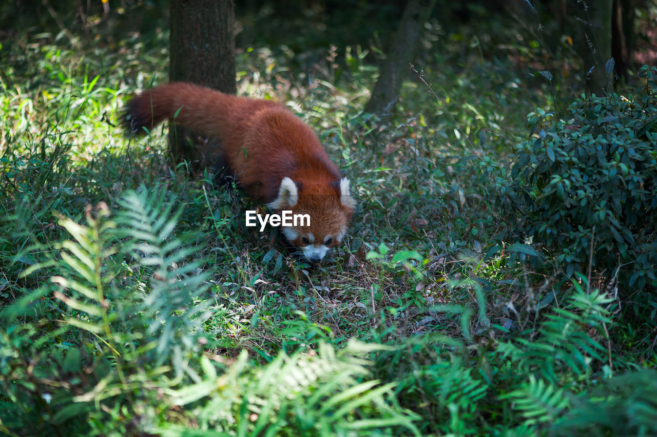 red panda on field