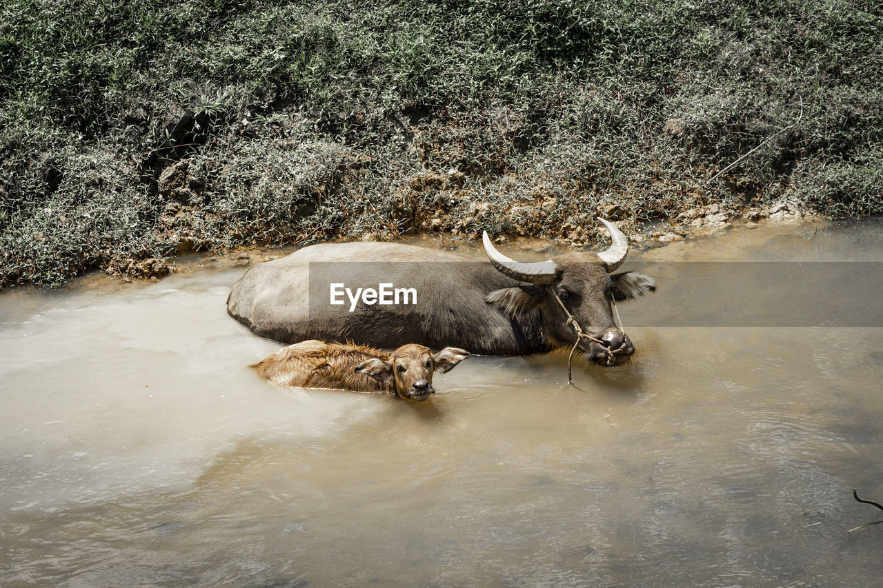 View of water buffalo in water