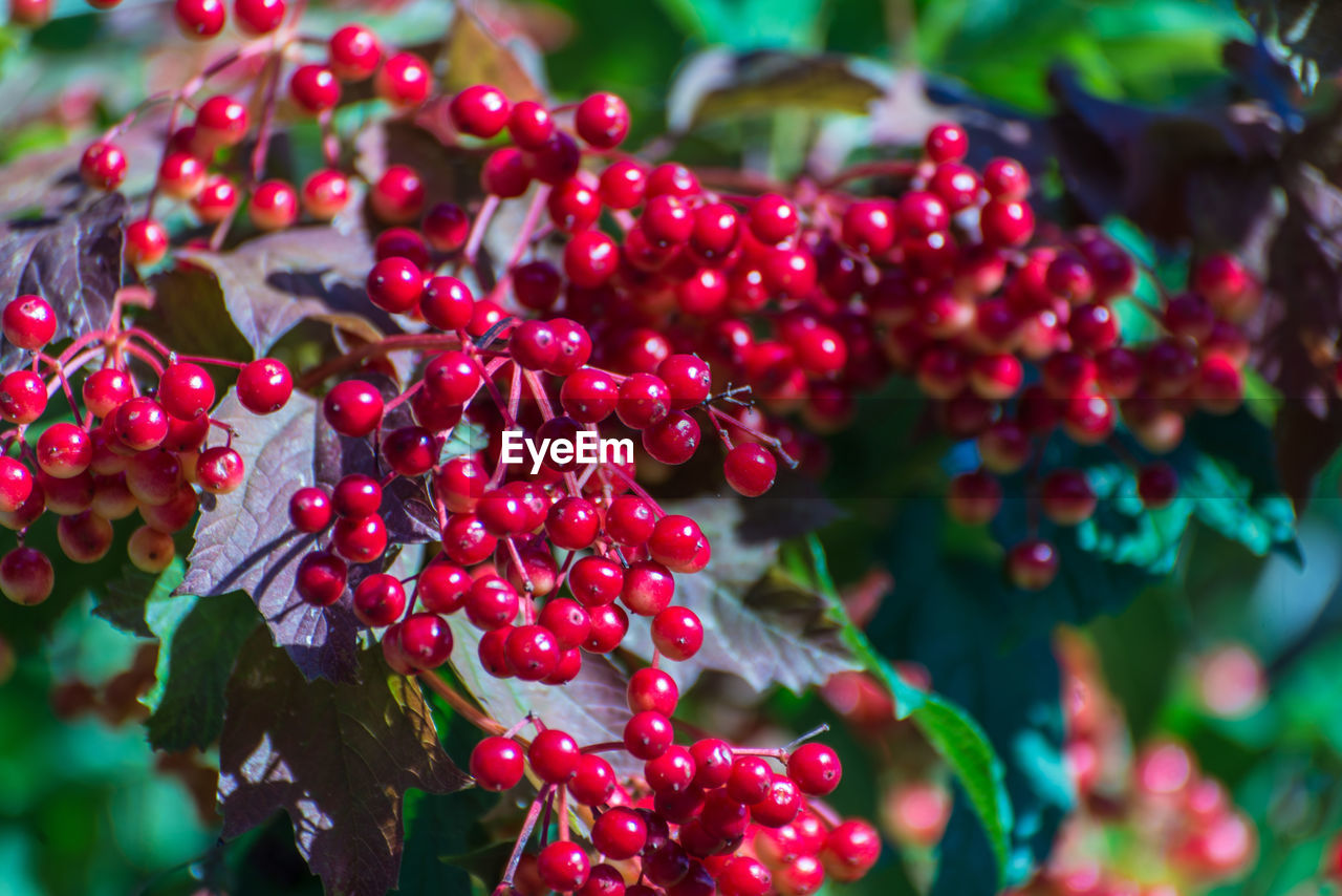 Close-up of red berries growing on plant