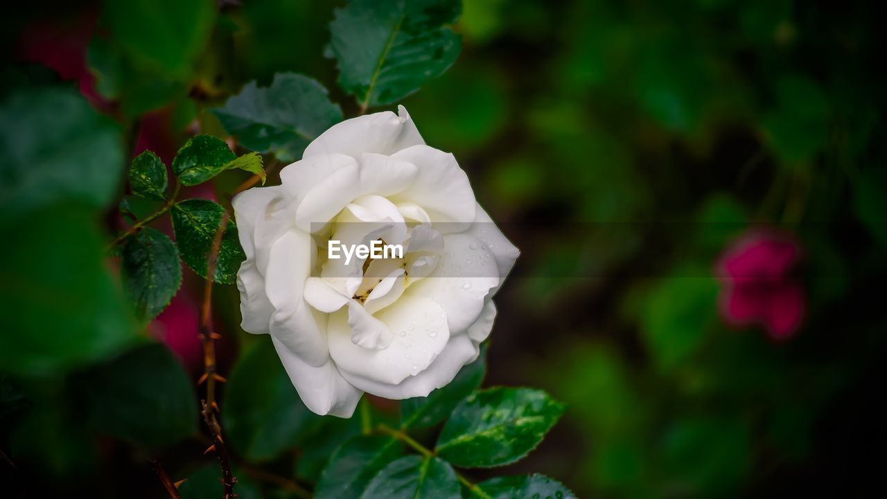 Close-up of white rose