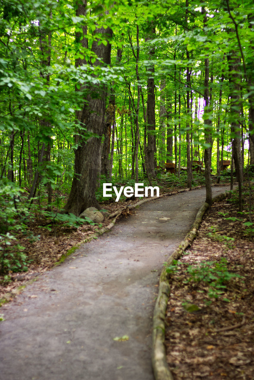 Road amidst trees in forest